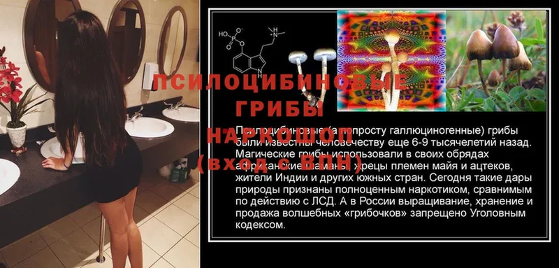 купить наркоту  кракен   Галлюциногенные грибы MAGIC MUSHROOMS  Валдай 